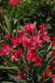 Oleander Calypso | Extra Large 3 Gallon Plants | Nerium Oleander | Hardy Perennial | Vibrant Pink Blooms