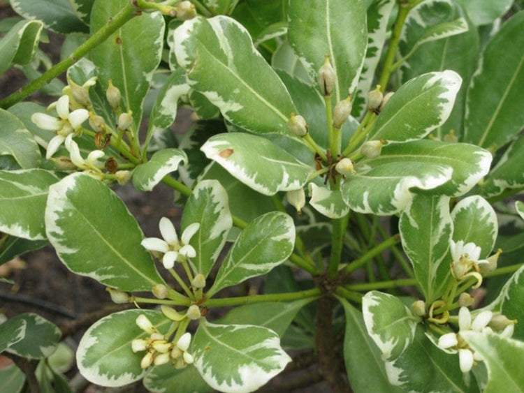 Variegated Pittosporum | Live Plants | Pittosporum Tobria Variegatum | Evergreen Border Accent Hedge Shrub