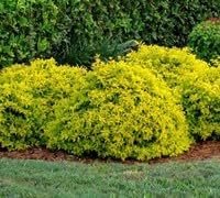 Duranta Gold Mound | Extra Large 3 Gallon Plants | Duranta Erecta 'Gold Mound' | Vibrant Foliage | Landscape Accent