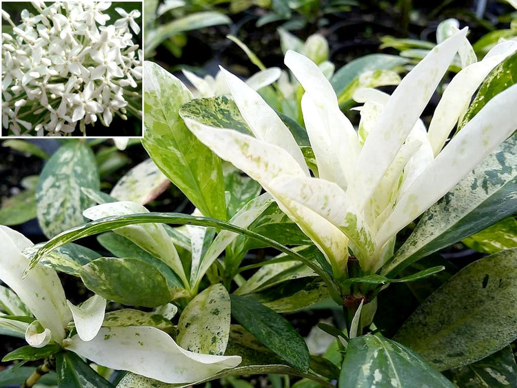 Thai Snow Ixora | Live Plants | Ixora Chinensis 'Thai Snow' | Perfect for Exotic Tropical Gardens | Fragrant & Blooming