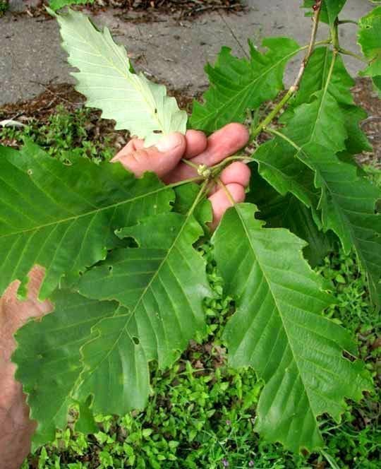 Swamp Chestnut Oak Tree | Live Seedlings | Quercus Michauxii | Perfect for Natural Landscapes | Hardy & Long-Lived