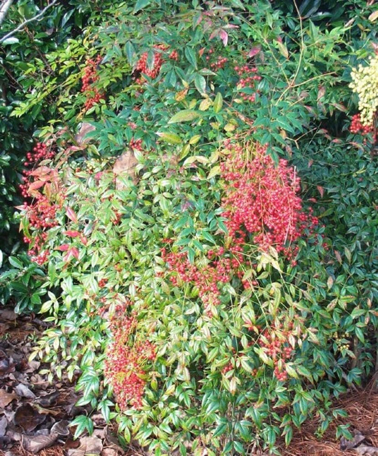 Nandina Domestica | Extra Large 3 Gallon Plant | Heavenly Bamboo | Vibrant Year-Round Color | Low Maintenance