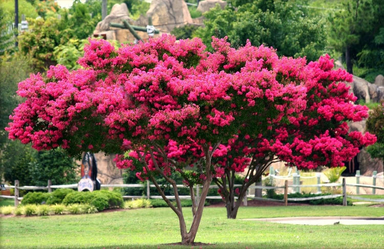 Crape Myrtle Tonto | Extra Large 3 Gallon Plant | Lagerstroemia 'Tonto' | Hardy Fuchsia Blooms | Compact Growth