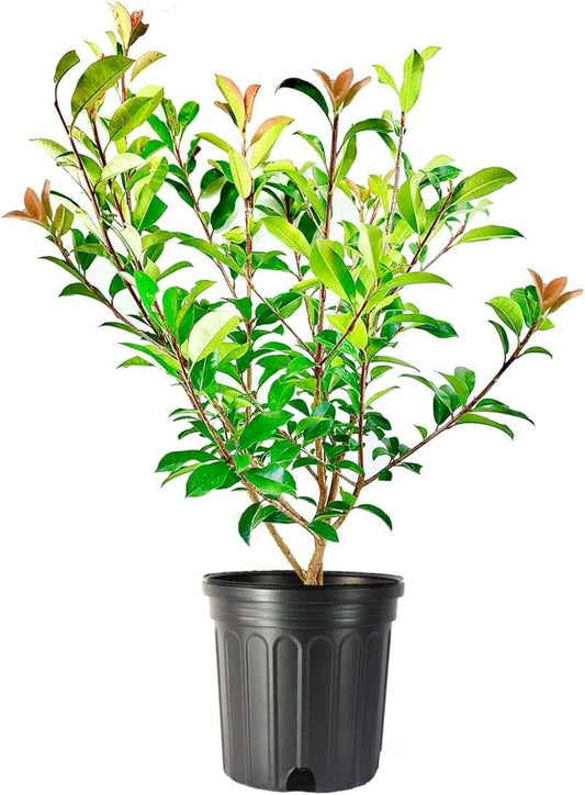 Photinia Red Tip | Extra Large Gallon Plants | Photinia x Fraseri | Evergreen Landscape Hedge Shrub