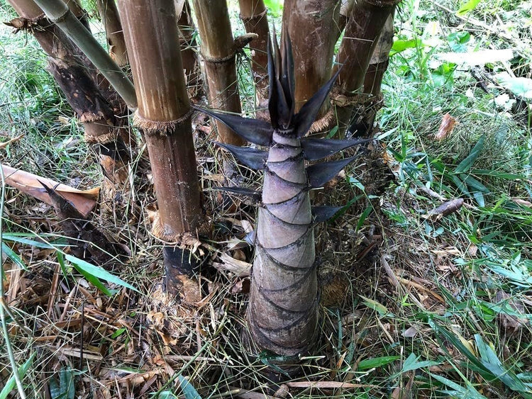 Dendrocalamus Asper Bamboo Plant - Fast-Growing Indoor/Outdoor Giant Bamboo for Landscaping & Green Decor - Eco-Friendly, Live, Pack - Also Known as Dragon/Rough Bamboo