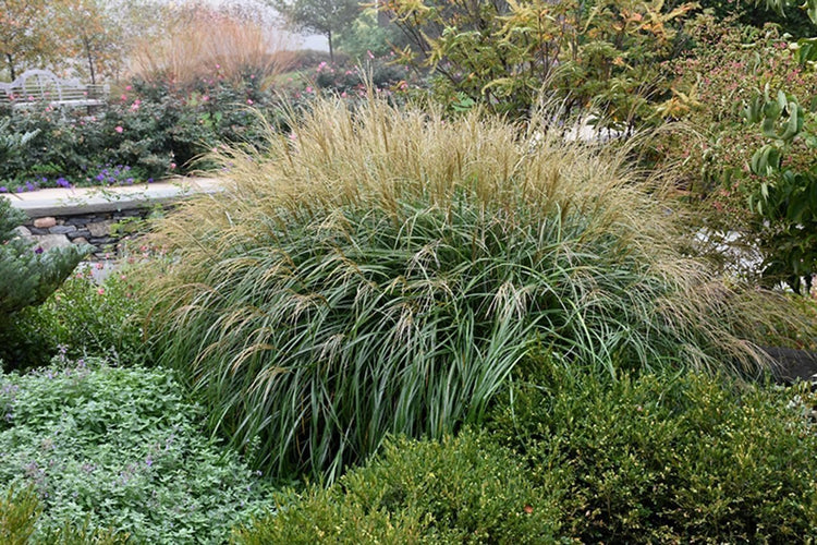 Adagio Maiden Grass | Live 4 Inch Pots | Miscanthus Sinensis | Fast Growing Cold Hardy Ornamental Plants