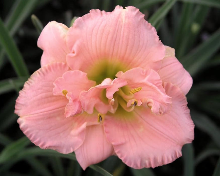 Daylily Siloam Double Classic I Live Inch Pots I Hemerocallis I Peach Colored Flowers