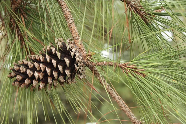 Slash Pine Tree | Live Plants | Pinus Elliottii | Fast Growing Stately Shade Tree