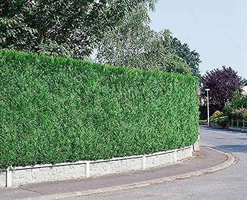 Green Giant Arborvitae | Large Gallon Trees | Thuja Plicata | Live Evergreen Privacy Screening Plants