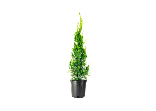 Hollywood Juniper | Juniperus Chinensis Torulosa | Live Gallon Size Trees | Drought Tolerant Cold Hardy Evergreen Plant