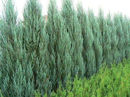 Blue Arrow Juniper - Live Trees - Juniperus Scopulorum - Formal Evergreen Privacy Screen