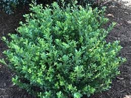 Compacta Holly Ilex | Extra Large 3 Gallon Plant | Ilex crenata 'Compacta' | Dense Foliage Evergreen | Ideal for Landscaping