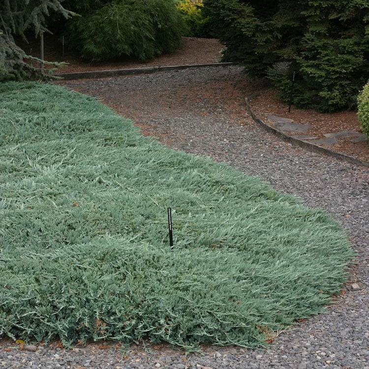 Blue Rug Juniper | Live Gallon Size Plants | Juniperus Horizontalis 'Wiltonii' | Drought Tolerant Cold Hardy Evergreen Groundcover