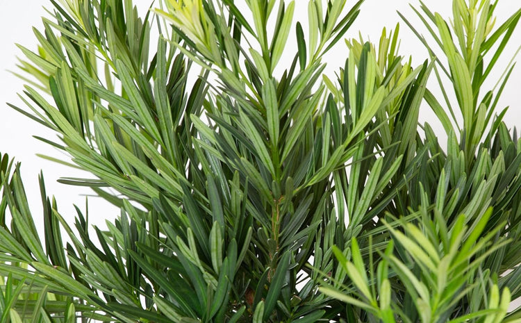 Podocarpus Pringles Petite | Extra Large 3 Gallon Plants | Dwarf Podocarpus Macrophyllus | Low Maintenance Shrub | Compact Evergreen | Ideal for Small Spaces & Hedges