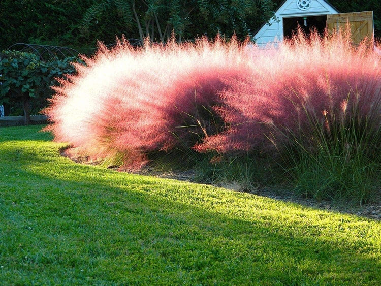 Muhly Grass | Live Quart Size Plants | Muhlenbergia capillaris | Ideal for Natural Landscaping | Easy-Care & Drought Tolerant | Beautiful Pink Plumes