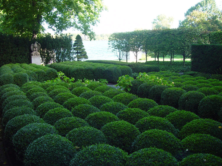 Wintergreen Korean Boxwood - Live Gallon Size Plants - Buxus Microphylla - Cold Hardy Formal Evergreen Hedge