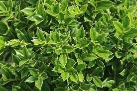 Green Carissa Holly Ilex | Extra Large Gallon Plant | Ilex cornuta 'Carissa' | Hardy Evergreen Shrub | Fast-Growing Garden Accent