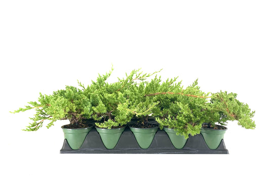 Dwarf Japanese Garden Juniper | Live Inch Pots | Juniperus Procumbens Nana | Drought Tolerant Evergreen Groundcover | Great Plants for Bonsai