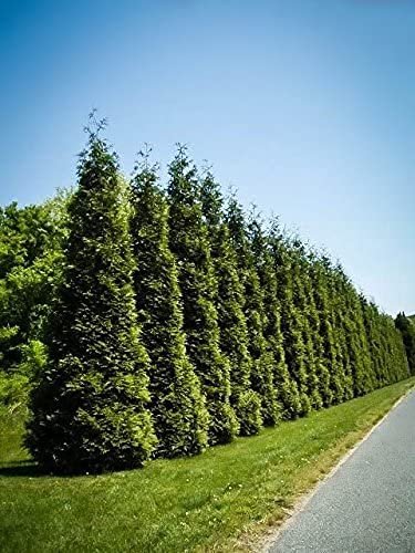 Thuja Arborvitae Green Giant - Live Quart Size Plants - Evergreen Privacy Trees