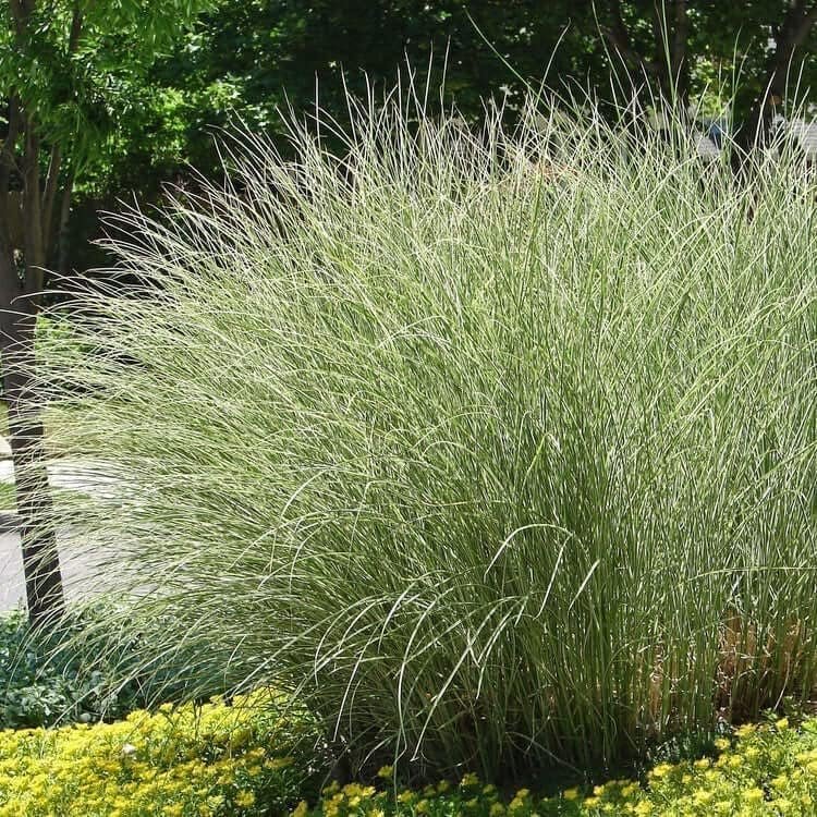 Maiden Grass Morning Light Plants | Live Seedlings | Miscanthus Sinensis | Perfect for Outdoor Landscaping | Hardy & Elegant Lush Ornamental Grass (1 Plant)