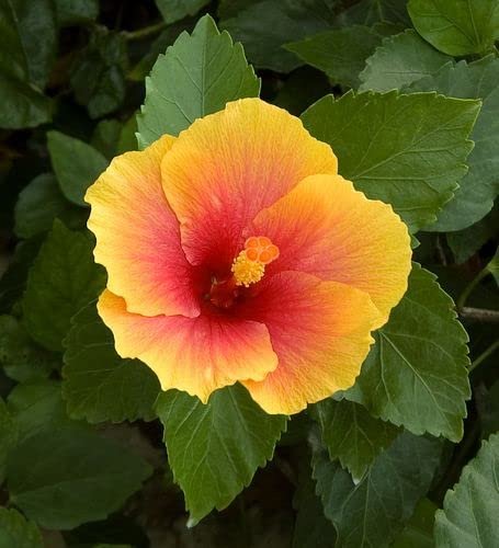 Hibiscus Red & Yellow | Live Plants | Hibiscus Rosa-Sinensis | Vibrant Blooms | Garden Favorites