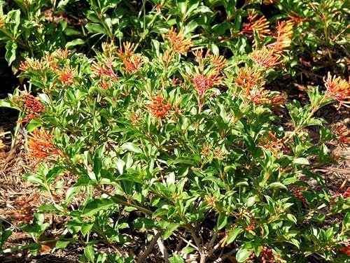 Firebush Dwarf | 3 Extra Large 3 Gallon Plants | Hamelia Patens | Hardy Outdoor Shrub | Garden Landscape Addition