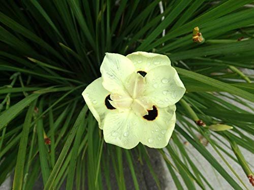 African Iris Yellow - Live Plants - Dietes Vegeta - Drought Tolerant Groundcover Grass