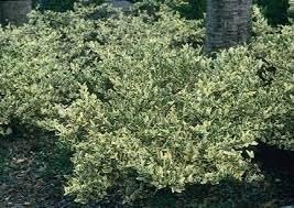 Ligustrum Jack Frost | Extra Large 3 Gallon Plant | Variegated Foliage | Ideal for Hedges and Borders | Decorative Outdoor Shrub