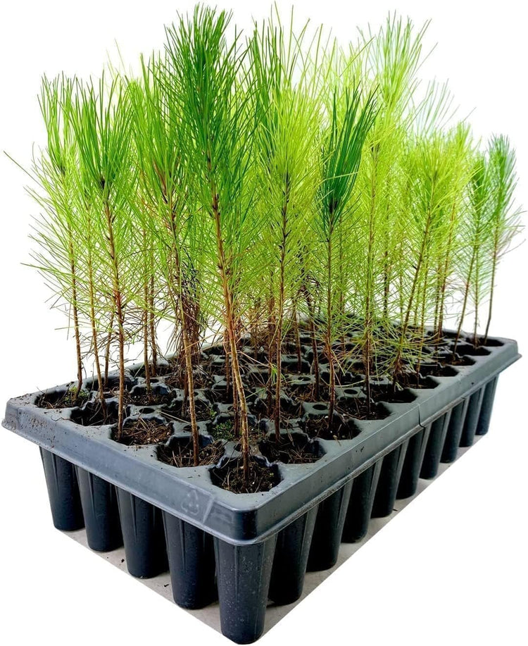 Loblolly Pine Tree Plants | Live Seedlings | Pinus Taeda | Fast-Growing Evergreen for Landscaping | Ideal Plants for Large Spaces