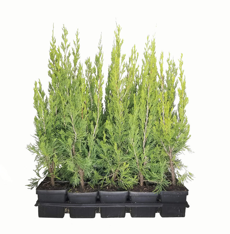 Spartan Juniper - Juniperus Chinensis - Live inch Container Trees - Evergreen Privacy Screening Plants