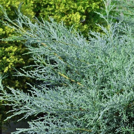 Juniper Angelica Blue - Live Plants - Juniperus Chinensis - Drought Tolerant Cold Hardy Evergreen