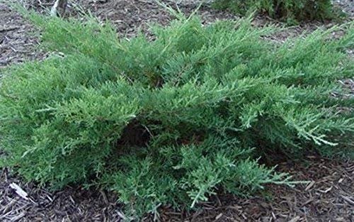 Kallay Juniper - Live Plants - Juniperus Chinensis - Drought Tolerant Cold Hardy Evergreen Ground Cover