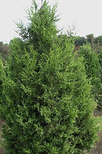 Keteleeri Juniper | Live Gallon Size Tree | Juniperus Chinensis | Drought Tolerant Cold Hardy Evergreen Plant