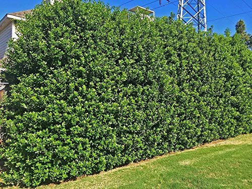 Nellie R. Stevens Holly | Live Trees | Evergreen Privacy Screening Hedge Plants | Ilex