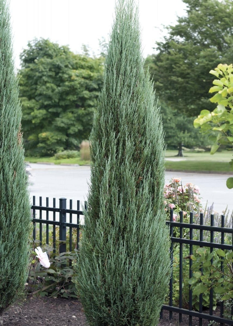 Blue Arrow Juniper | Live Inch Pots | Juniperus Scopulorum | Drought-Tolerant Evergreen | Ideal for Landscaping & Ornamental Use | Low-Maintenance Outdoor Plant