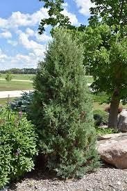 Medora Juniper | Extra Large Gallon Plants | Columnar Evergreen Shrub for Privacy, Landscaping, and Ornamental Gardens - Drought-Resistant & Easy-to-Grow