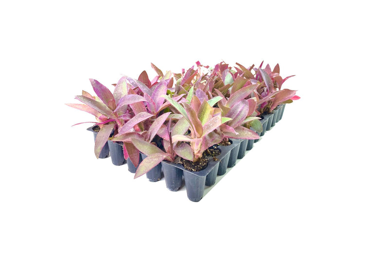 Purple Queen Tradescantia Setcresea I Live Plants I Spiderwort | Lush Magenta Foliage for Striking Garden Contrast, Ideal for Ground Cover, Borders, & Containers