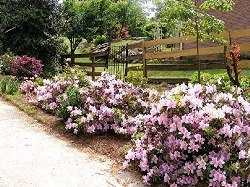 Azalea George Tabor - Live Plants - Light Orchid/White Flowering Rhododendron