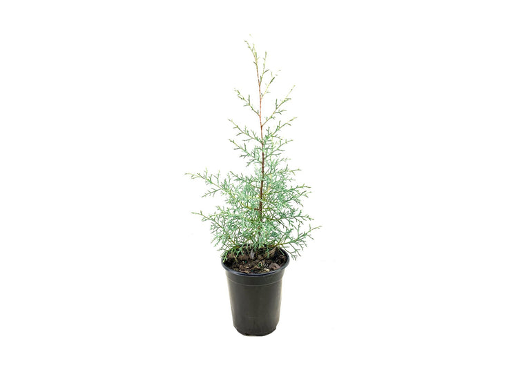 Carolina Sapphire Cypress Tree | Live Quart Size Plants | Beautiful Evergreen Low Maintenance Cold Hardy Privacy Screen