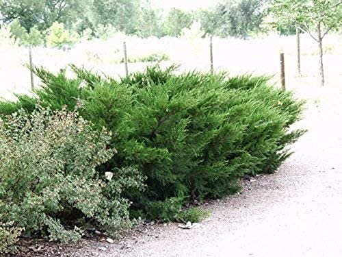 Sea Green Juniper - Live Gallon Size Plants - Juniperus Chinensis - Drought Tolerant Cold Hardy Evergreen Border Screening Shrub