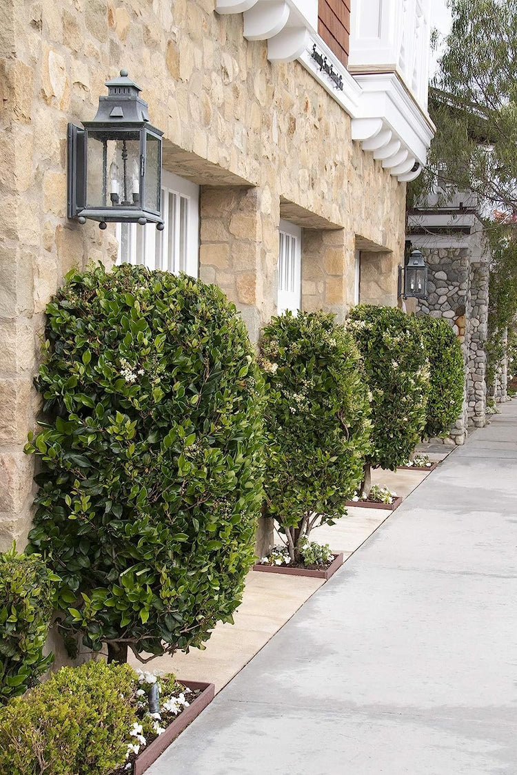 Ligustrum Waxleaf Privet - Live Quart Size Plants - Blooming Evergreen Privacy Hedge