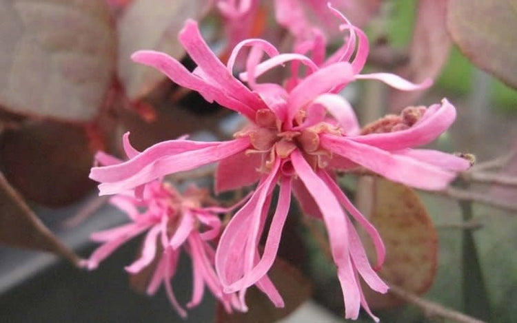 Loropetalum Daruma Dwarf Ruby | Extra Large Gallon Plants | Loropetalum Chinense | Vibrant Foliage | Easy Care