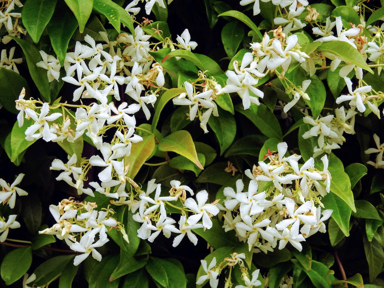 Night Blooming Jasmine - Live Plants - Jessamine Cestrum Nocturnum - Fragrant Blooming Vine