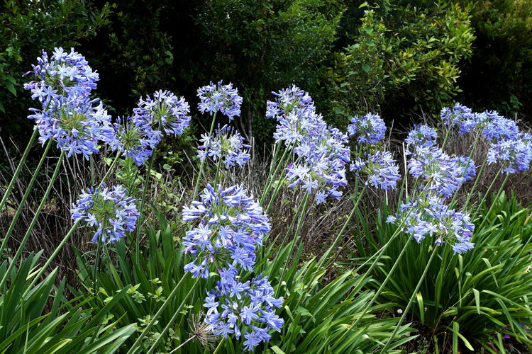 Agapanthus Africans Blue | Extra Large 3 Gallon Plants | Vibrant & Hardy Perennial, Lush, Ornamental Plant with Brilliant Blue Blooms, Ideal for Borders, Containers & Landscape Accents