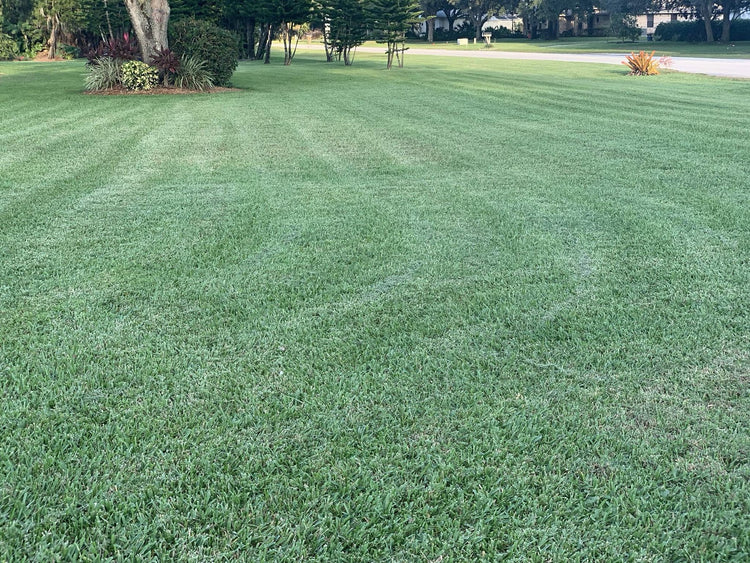 St. Augustine 'Floratam' Inch Sod Plugs - Drought, Salt and Shade Tolerant Turf Grass