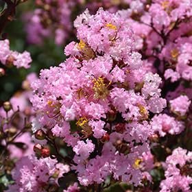 Crape Myrtle Rhapsody in Pink | Live Plants | Soft Pink Blooms, Live Plant, Elegant Ornamental Shrub for Graceful Garden Displays