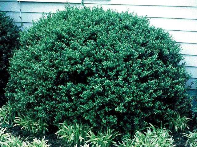 Hoogendoorn Holly Shrub I Large Gallon Size Plants I Ilex Crenata | Lustrous Evergreen for Hedging, Privacy Screens, and Decorative Accents