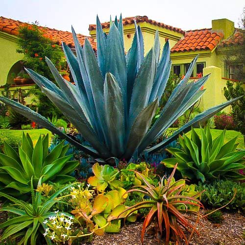 Agave Americana - Live Blue Agave Plant - Drought Tolerant Succulent