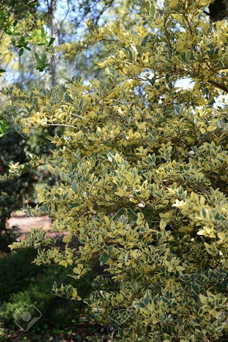 Ligustrum Japonicum Jack Frost Privet - Live Quart Size Plants - Variegated Evergreen Formal Hedge