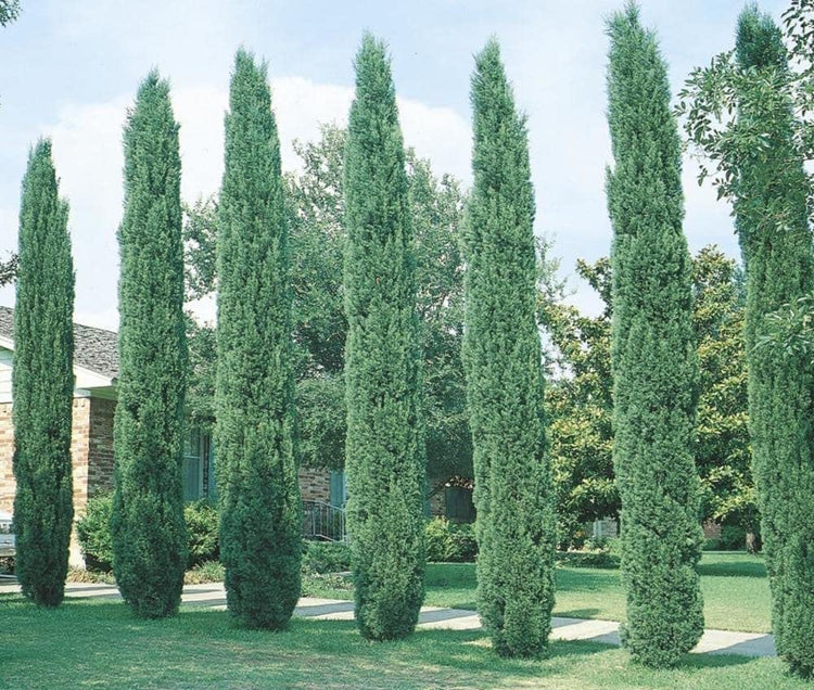 Italian Cypress Tree | Live 4 Inch Pots | Cupressus Sempervirens | Formal Elegant Mediterranean Style Plants